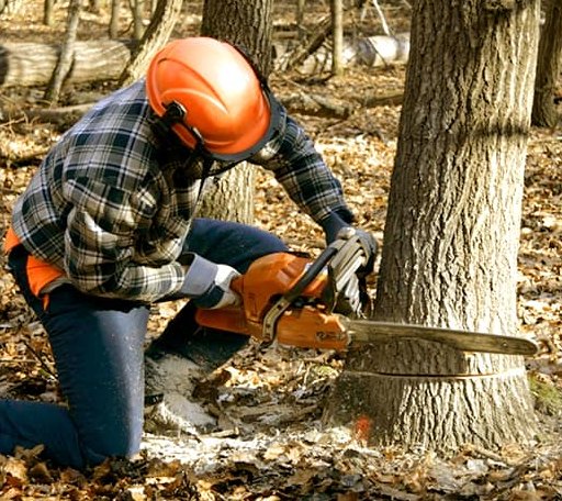 Tree Removal in Fortuna, CA